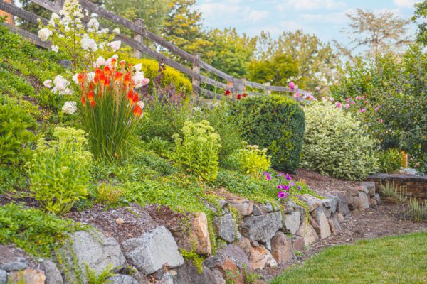 raised garden with a natural stone retaining wall